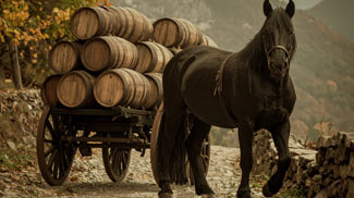 pferd, gespann