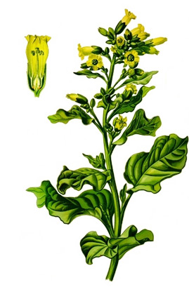 Gelbes Lauskraut - Bauerntabak - Herba nicotinea rustica